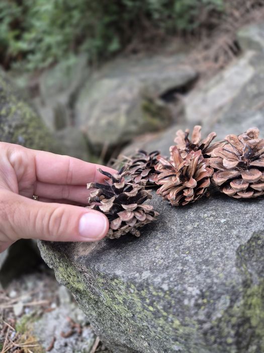 Szyszki sosnowe małe 4cm