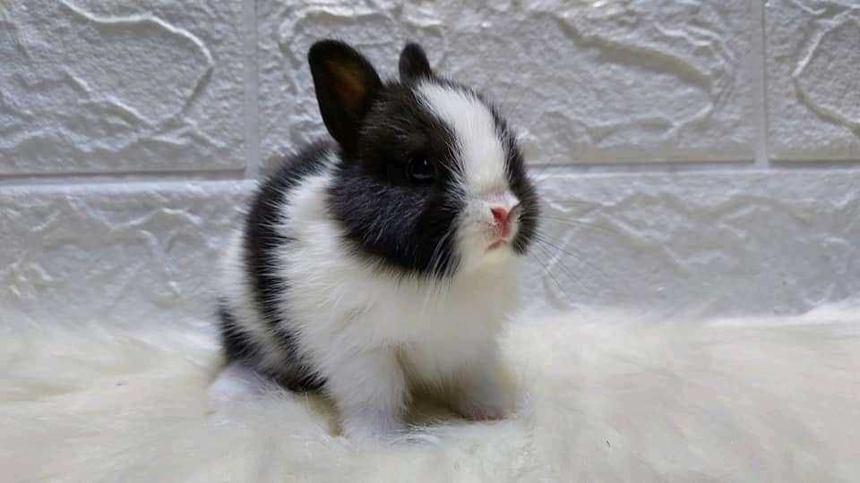 Coelhos anões mini hôlandes, toy, teddy, lean head, KIT Completo