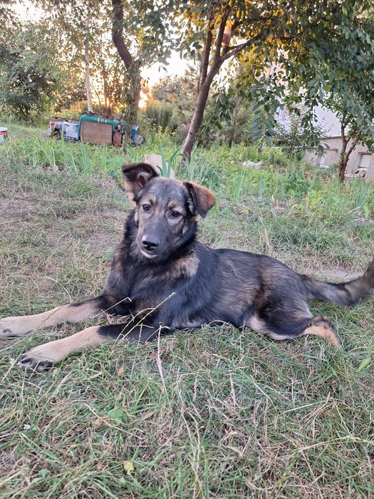 Віддаємо красуню собачку