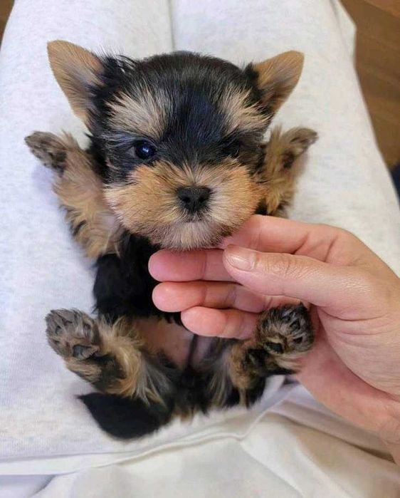 Продаж цуценят йорка