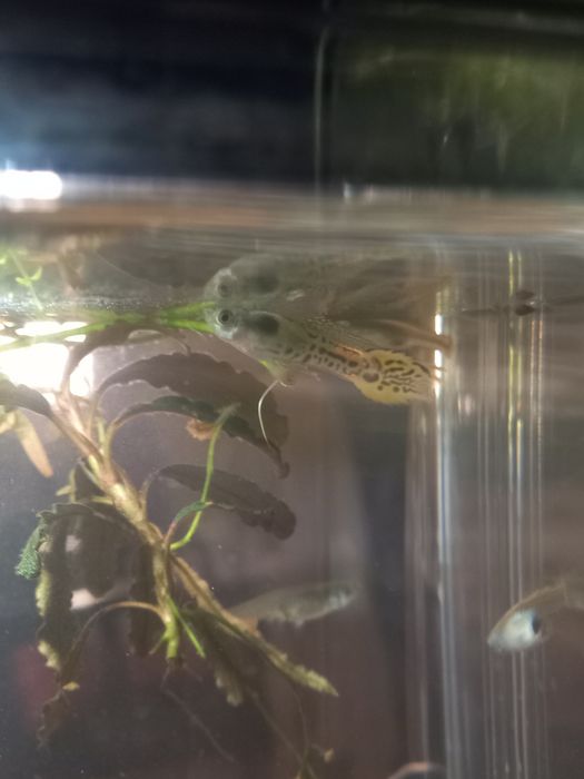 Guppys Endler Snake Skin e Tiger