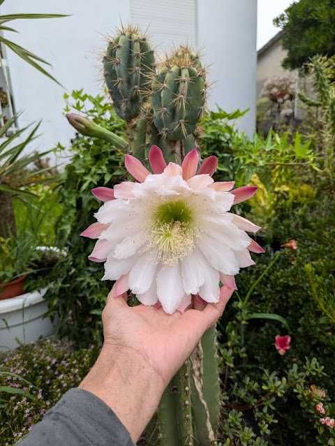 Cato Cereus com 65cm em Vaso de Barro