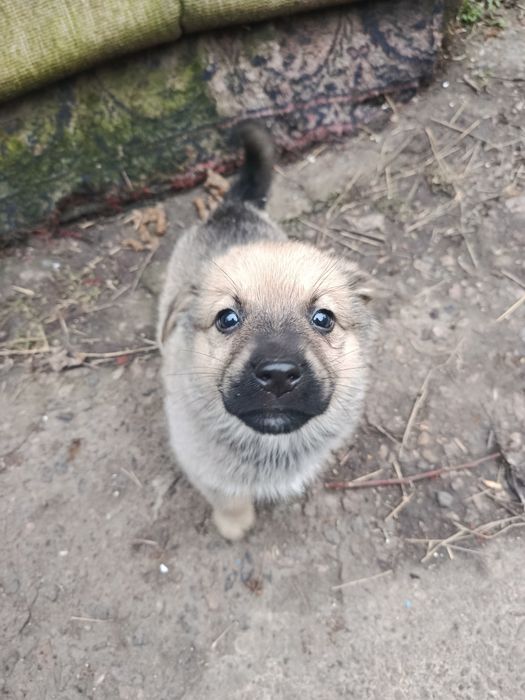 Отдам щенков в хорошие руки