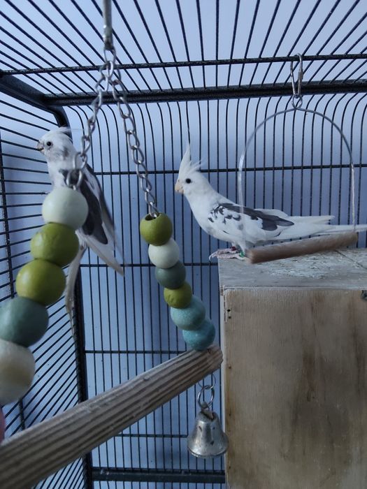 Sprzedam papugi nimfy