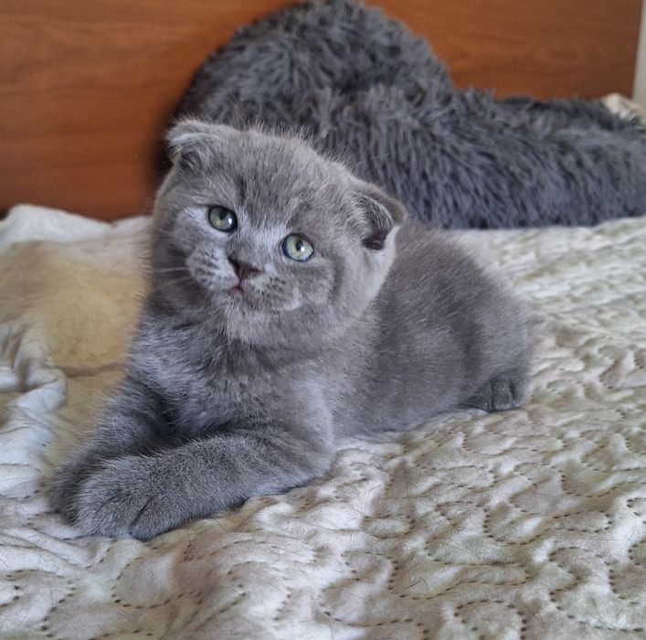Scottish fold macho azul