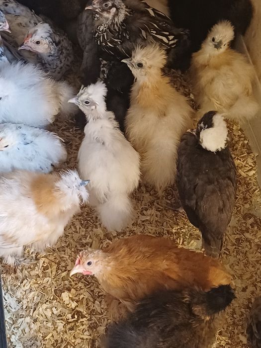 Silki. Kochiny. Czubatki  11 tygodniowe