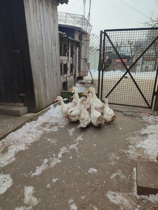 Kaczki z własnego gospodarstwa.