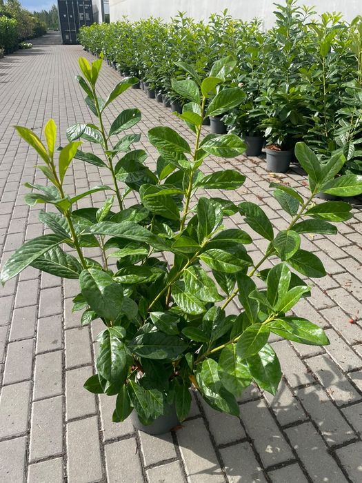 Laurowisnia Novita 80-95 cm.Etna Elly 3 litry donica