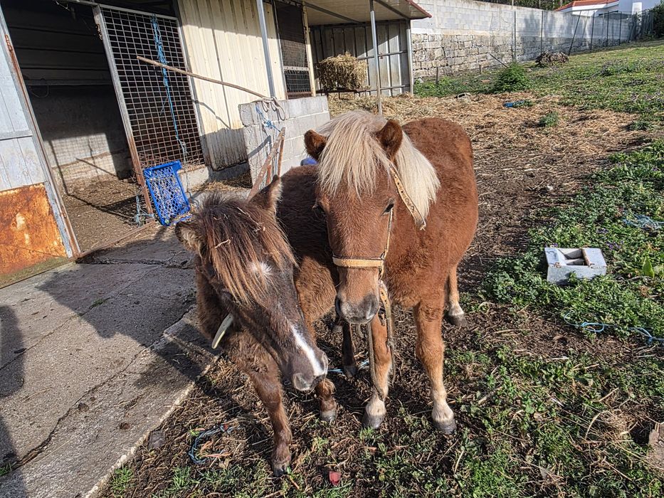 Vendo casal de póneis