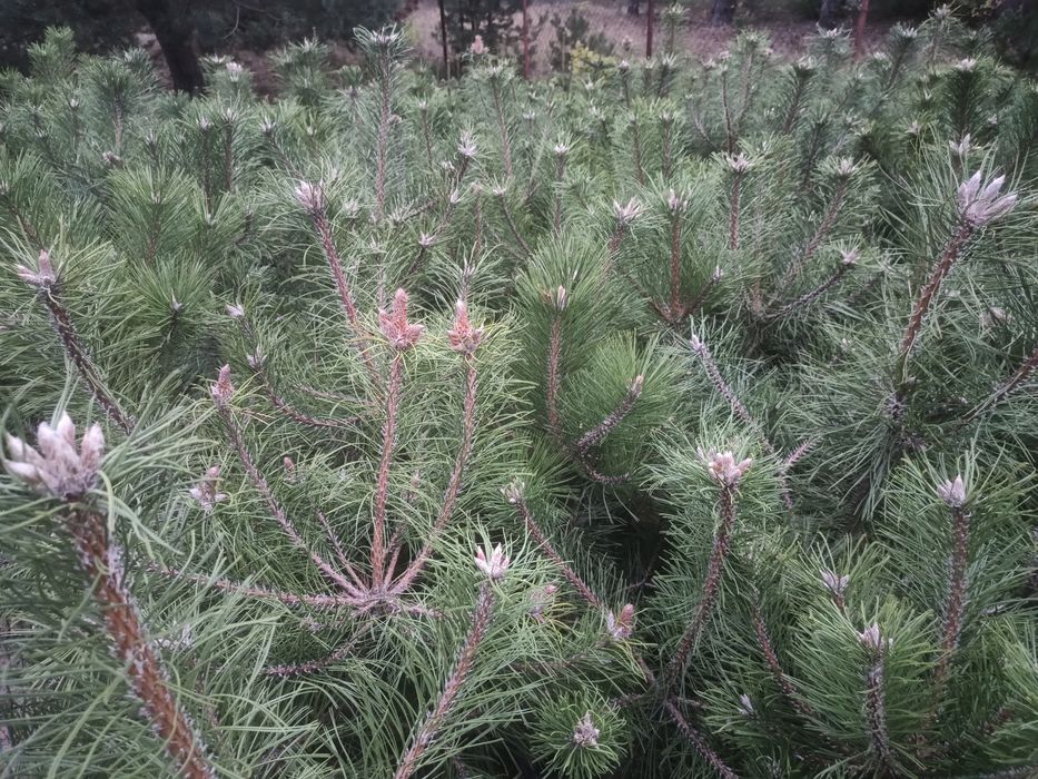 Sosna czarna pinus nigra 80-100 cm