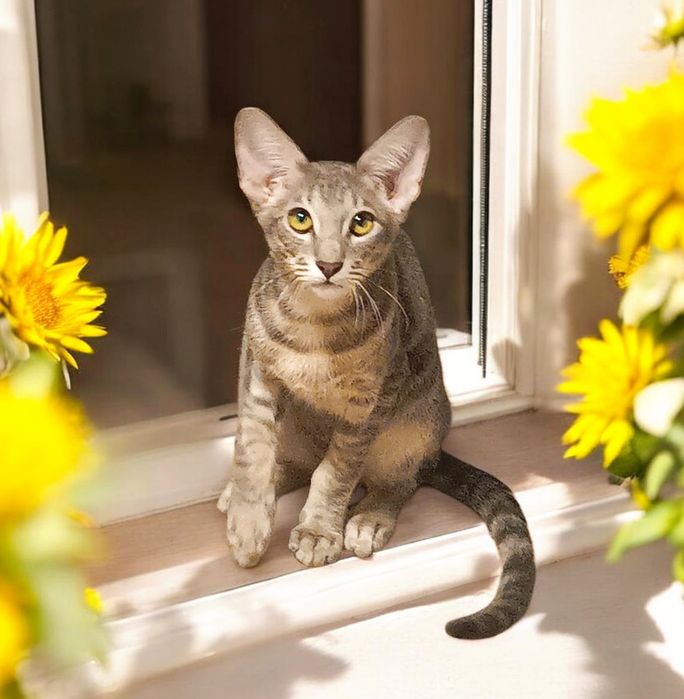 орієнтальні кошенята