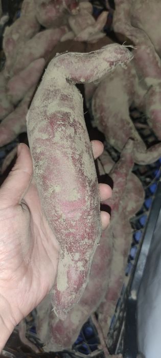 Батат,солодка картопля
