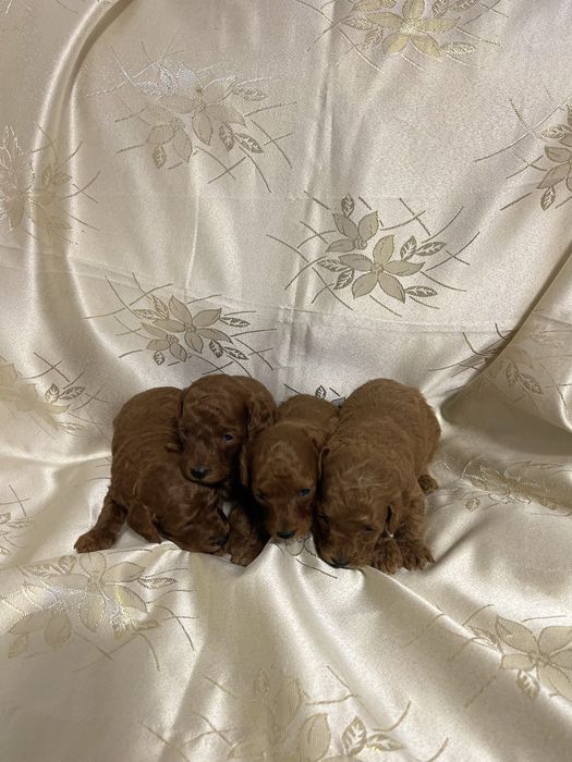 Пуделі 3 тижні ( 2 хлопчики,2 дівчинки)