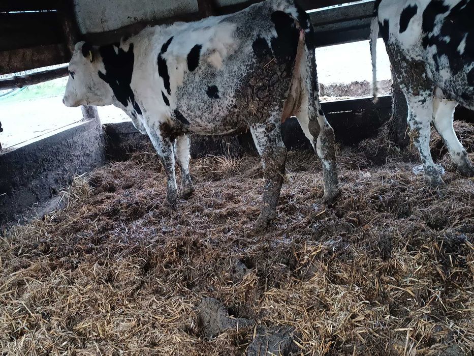 Sprzedam jałówki wycielone i wysokocielne