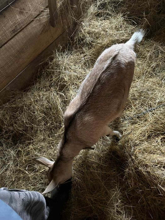 Sprzedam kozę 350zł