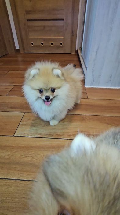 Miś pomeranian 3mc komplet szczepień