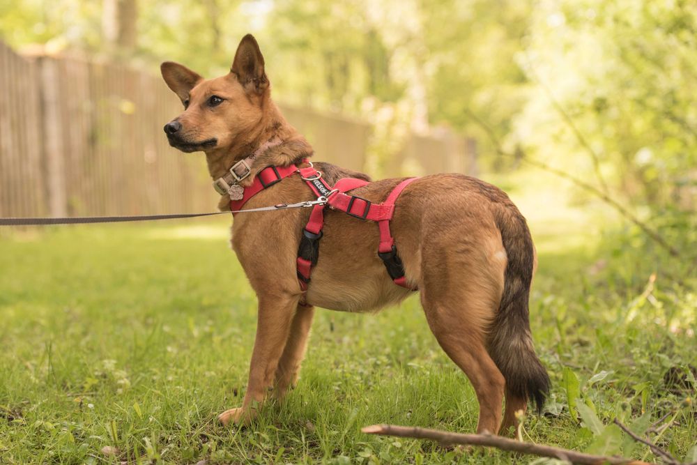 ANIDA - młoda ruda sunia