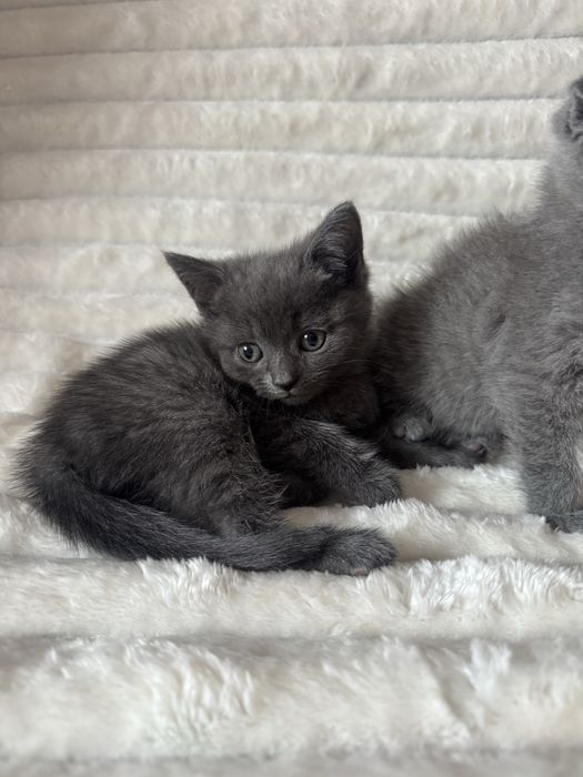 киці кошенята котики