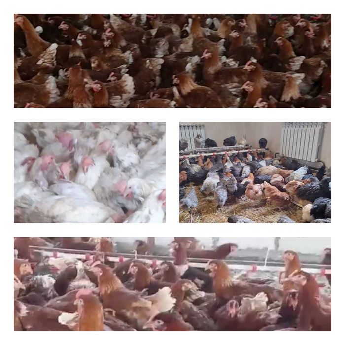 Продам кури несушки! Доставка безкоштовна. Перещепине!