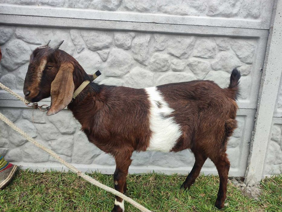 Нубійська коза, молода, породиста коза