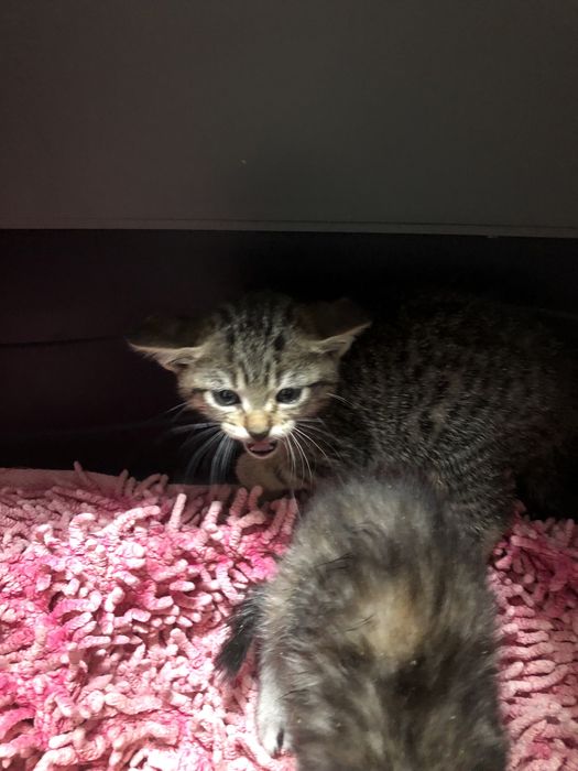 Gatinhos bebes lindos