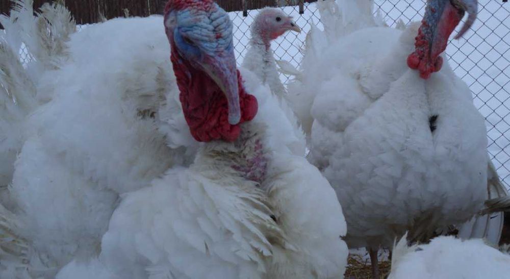 Индюк инкубация.