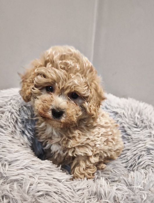 Maltipoo dziewczynka