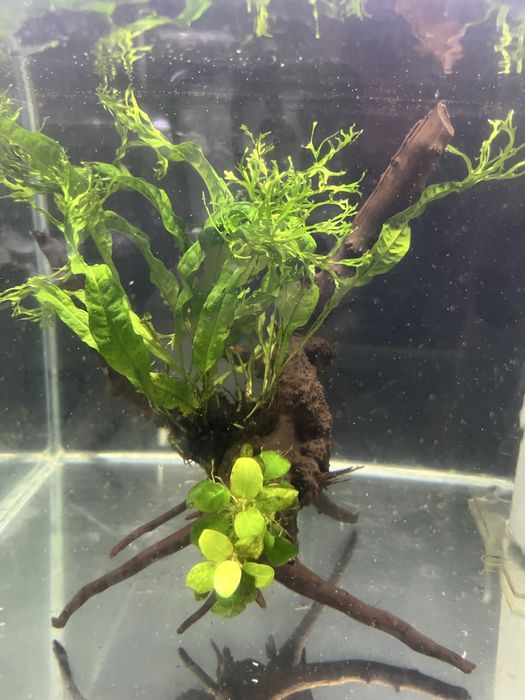 Korzen mangrowca do akwarium z microsorium i anubiasem