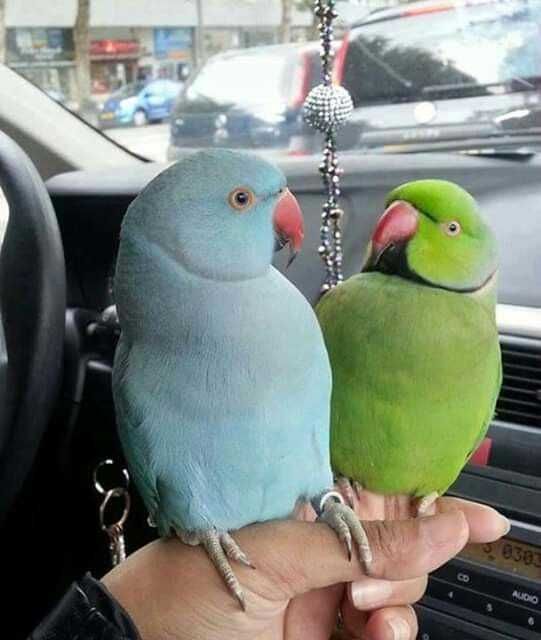 Ring neck bebê, Domésticado , selvagem