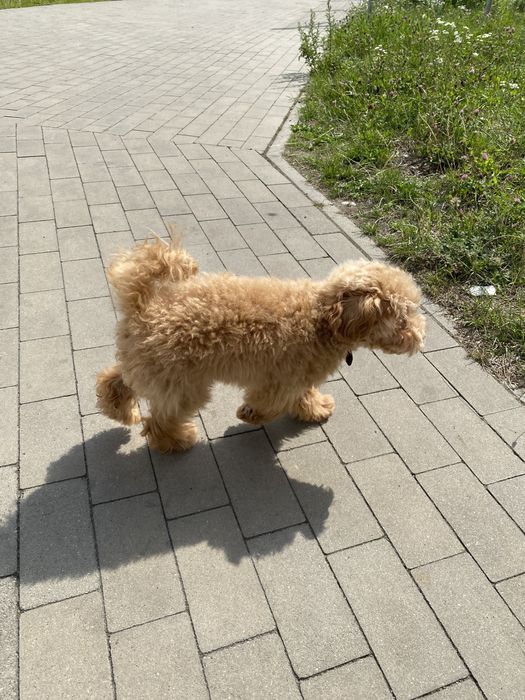 Той Пудель Девочка