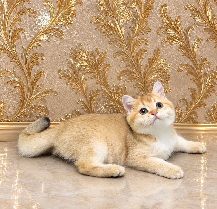 Британська золота шиншилла
