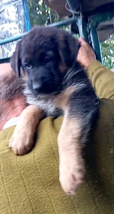 Щенки из питомника  чистокровных нем овчарок