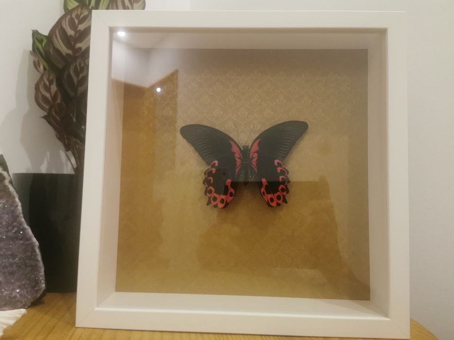 Borboleta real Scarlet Mormon64552965566850123