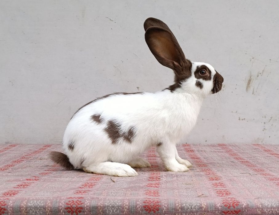 Німецький строкатий велетень