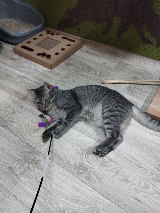 Puchaty słodziak Grey czeka na dom