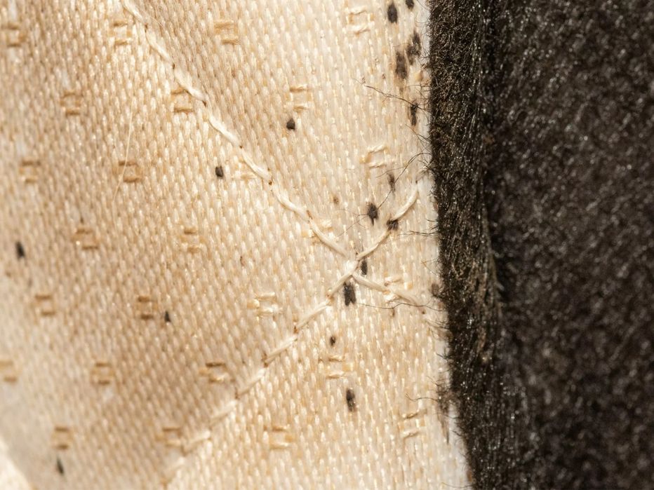 Fumigacja Gazowanie Zboża Dezynsekcja Deratyzacja Dezynfekcja Szczury