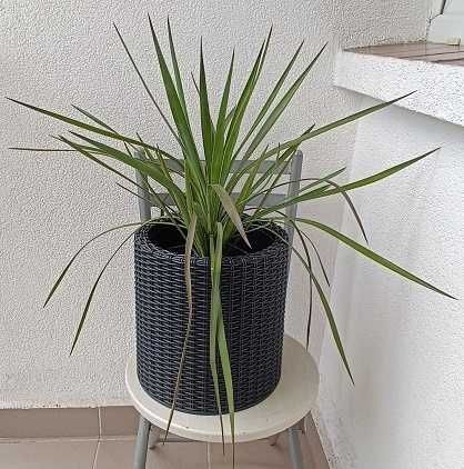 juka gloriosa mrozoodporna, zdrowa