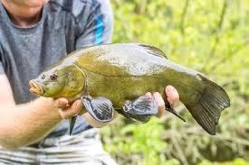 Зелений лин (green tench). Зарибок лина. Мальок лина