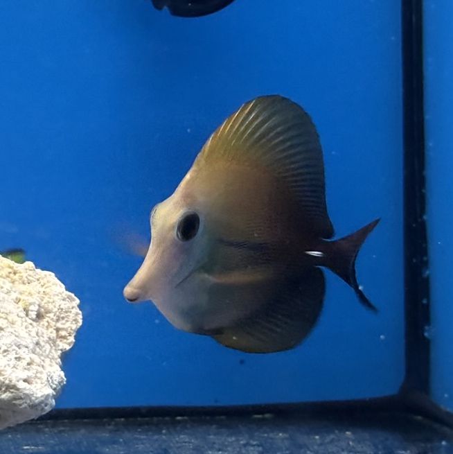 Zebrasoma scopas - Scopas Tang - M