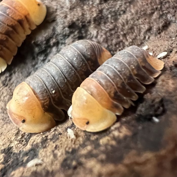 Isopody / Melanogaster /  Hydei