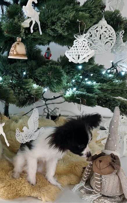 Продам цуценя папільйона (Papillon)