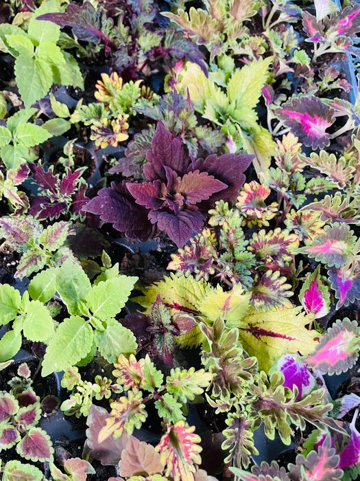 Колеус різнокольоровий черенок