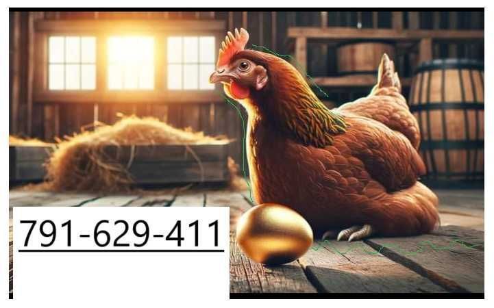 Kury Nioski Młode Rosa Leghorn Dominant Isa Grenshel Darkshel