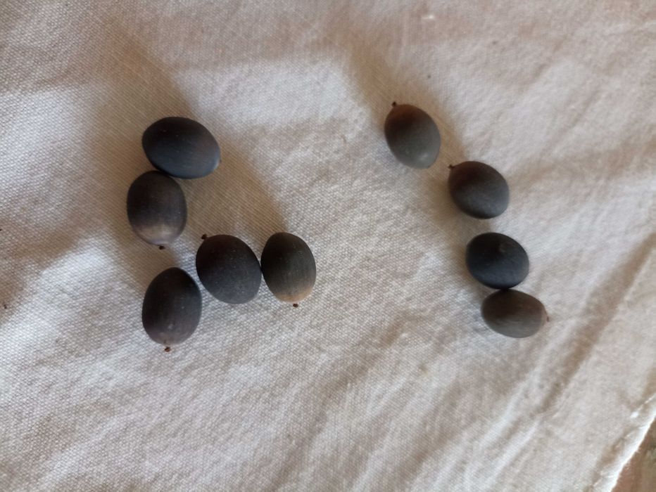 Sementes de lótus sagrado da índia (Nelumbo nucifera)