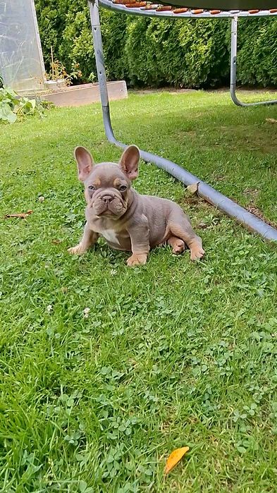 Isabella tan Buldog francuski