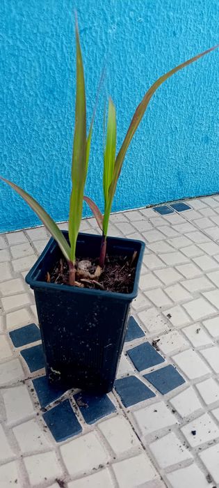 Cana de acucar planta