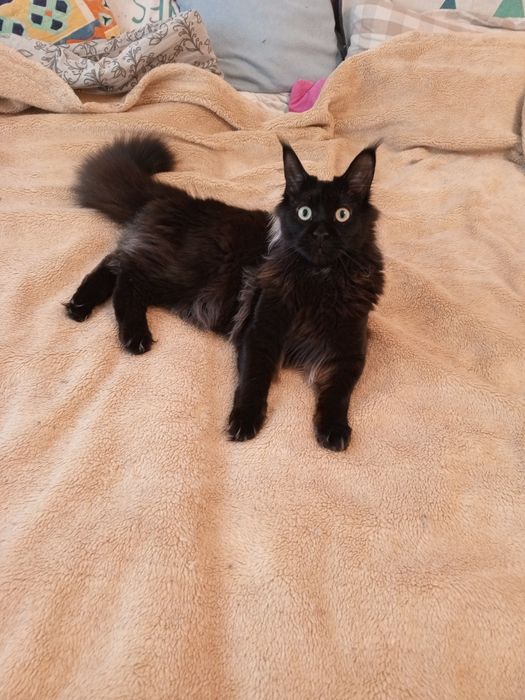 Продам кіцю породи Maine Coon