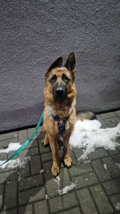 Bardzo pilnie oddam owczarka niemieckiego