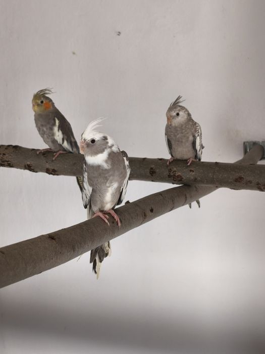 Sprzedam młode papugi