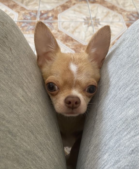 Собачки мини чихуа